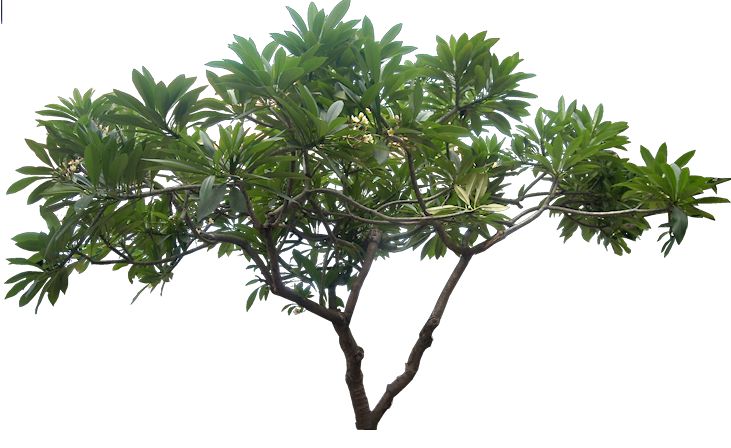 Tropical Plant Pictures: Plumeria