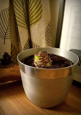 hippeastrum hippeastrum
