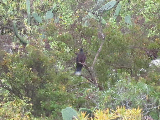 Laurel Pigeon - Cepsa Petrol Station, Tenerife Laurel Pigeon - Cepsa Petrol Station, Tenerife