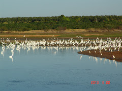 Garças brancas em lagoa na caatinga