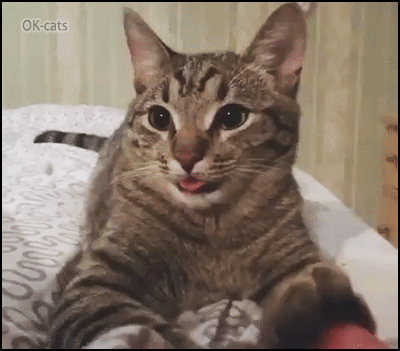 Weird Cat GIF • Psycho scared cat or thirsty cat sticking his tongue out like a døg