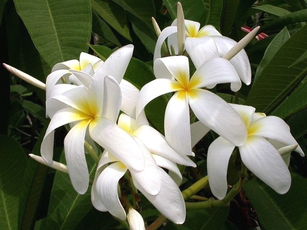 8 Manfaat Bunga  Cempaka  Putih  Bagi Kecantikan dan 