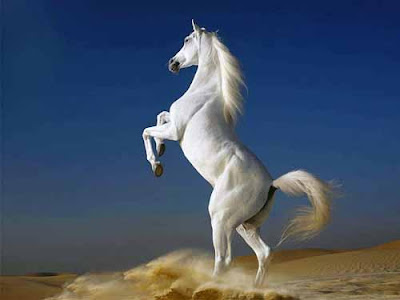 صور حصان صور حصان