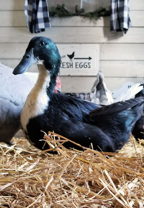 Adding Ducks to your Backyard Chicken Flock Fresh Eggs Daily® with