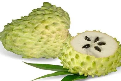 chikoo fruit meaning in english chikoo fruit meaning in english