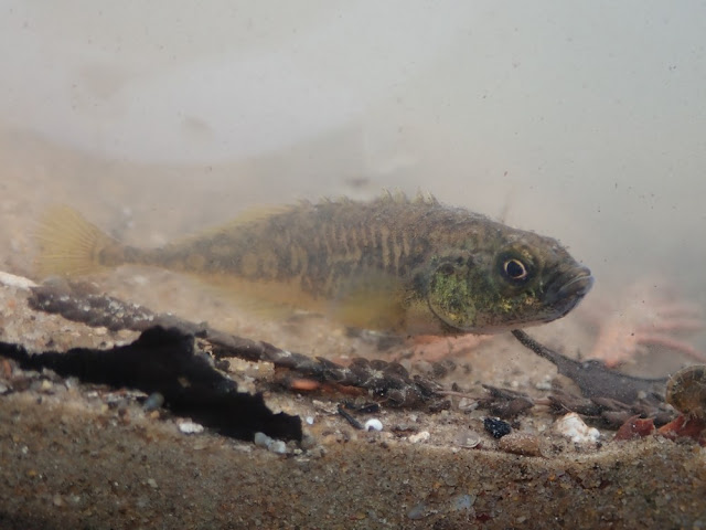 Pungitius laevis Pungitius laevis