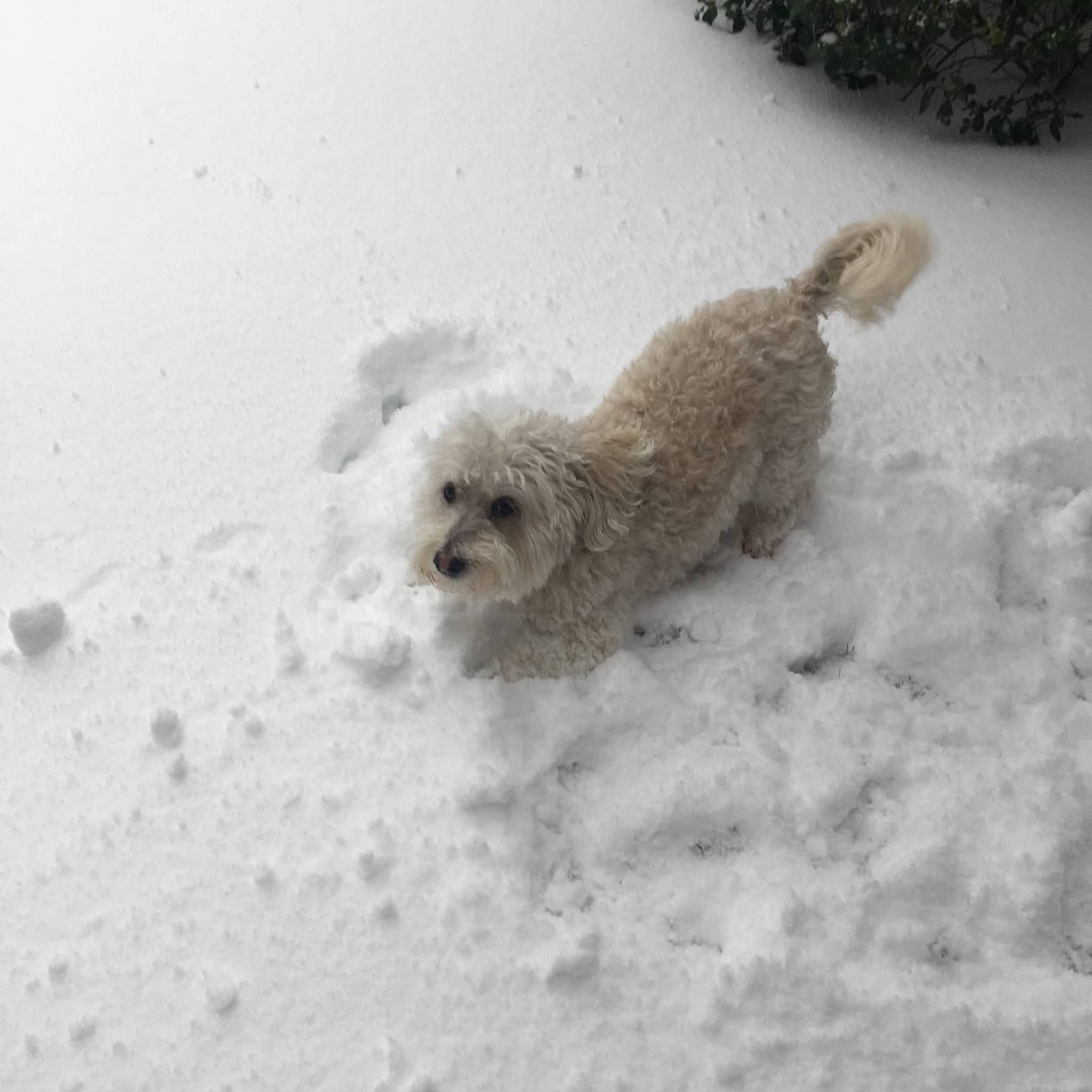 Henry dog's life Short Stubby Little Legs