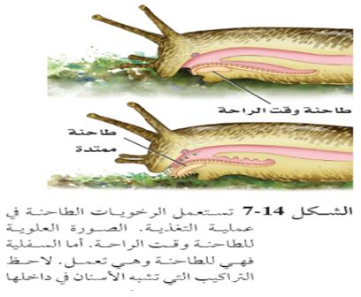 الفقاريه خطأ من صواب الحيوانات الاخطبوط حدد صحة