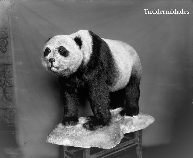 Los Primeros Osos Panda Gigantes Disecados Las Fotografias De Karen Bean Taxidermidades Recoge el mayor numero de gemas, salta sobre las setas o. primeros osos panda gigantes disecados