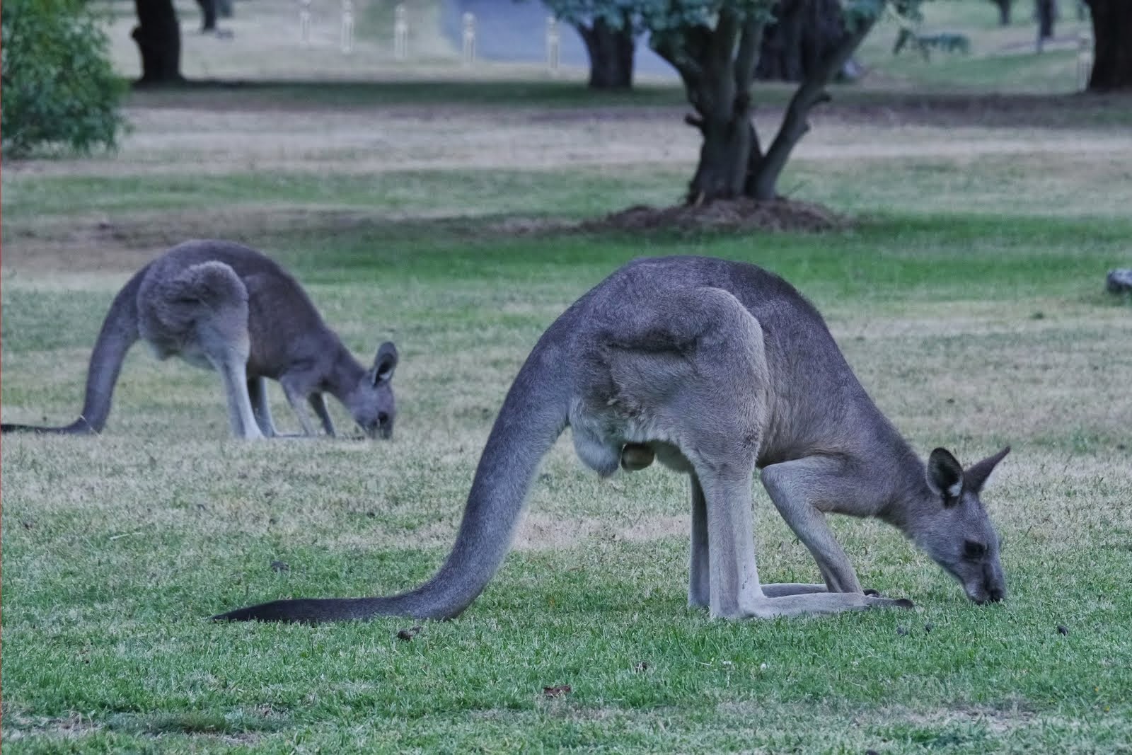 Free-ranging Kangaroo, Grampians