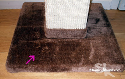 Why You Should Invest in a Scratching Post Rather Than Declaw Your Cat #ChewyInfluencer