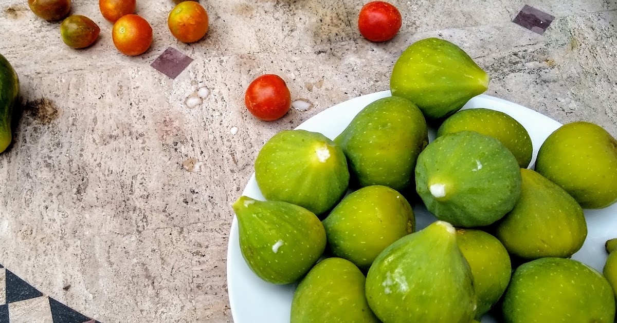 Gardening in Central Florida Figs! Today's harvest...