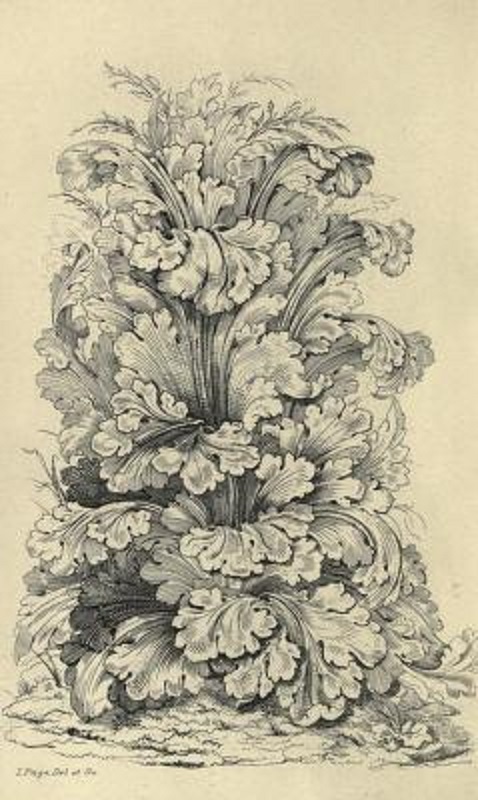 Guide for drawing the acanthus Free PDF book (1886) , and every