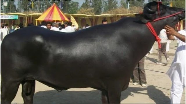 Murrah Buffalo | മുറാ പോത്തുകളും, എരുമകളും