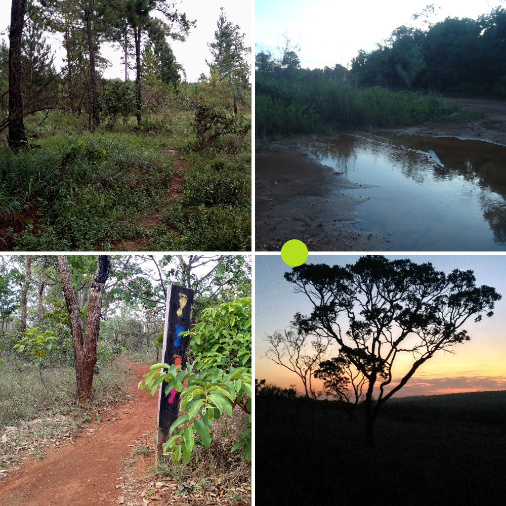 Flona e Parque Nacional de Brasília vão a leilão. Entenda o que