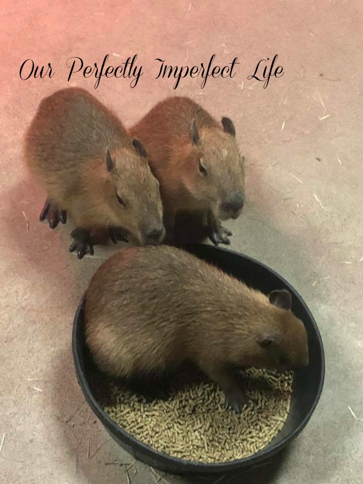 SeaQuest Interactive Aquarium Fort Worth Review by Crystal Carney