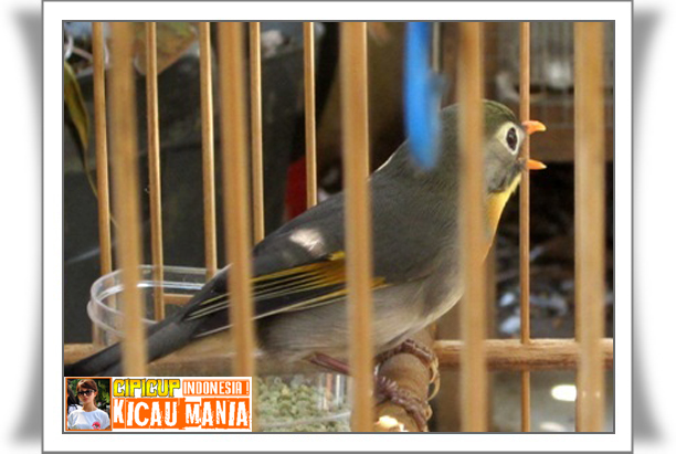 Harga Burung Robin Terbaru Semua Jenis Dijamin Asli 100 Aman
