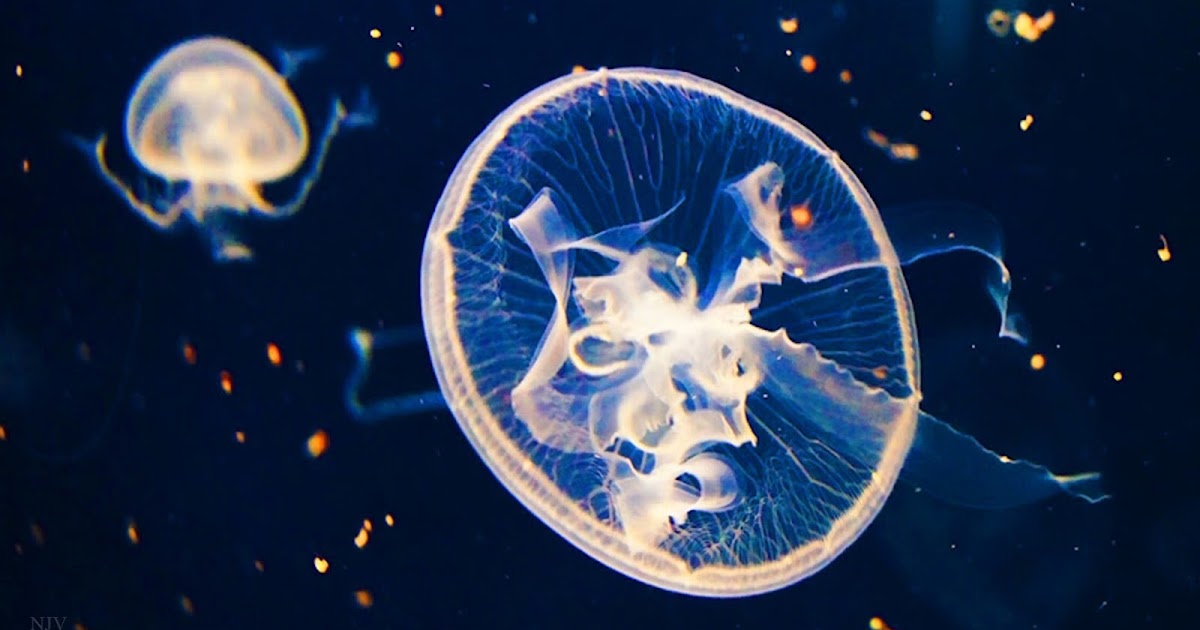 My Desktop Daily: DESKTOP 2557 - JELLY FISH