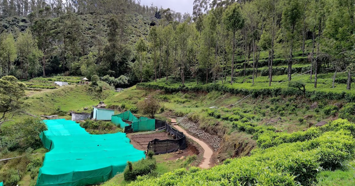 Nilgiris - Ooty