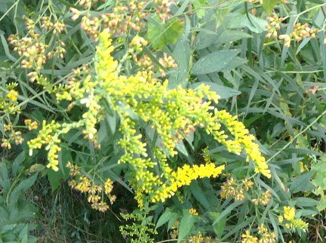 how to use natural dyes goldenrod nancy tranter