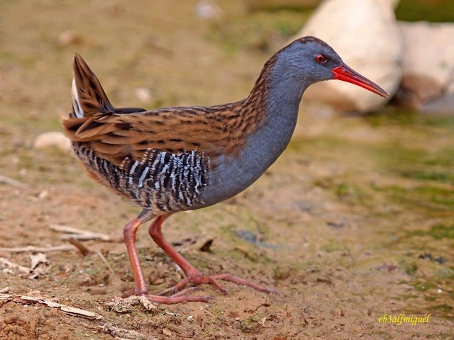 Miguel fotografia: Rascón europeo (Rallus aquaticus)