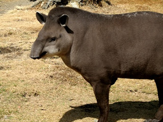 Ergin Brezilya tapiri