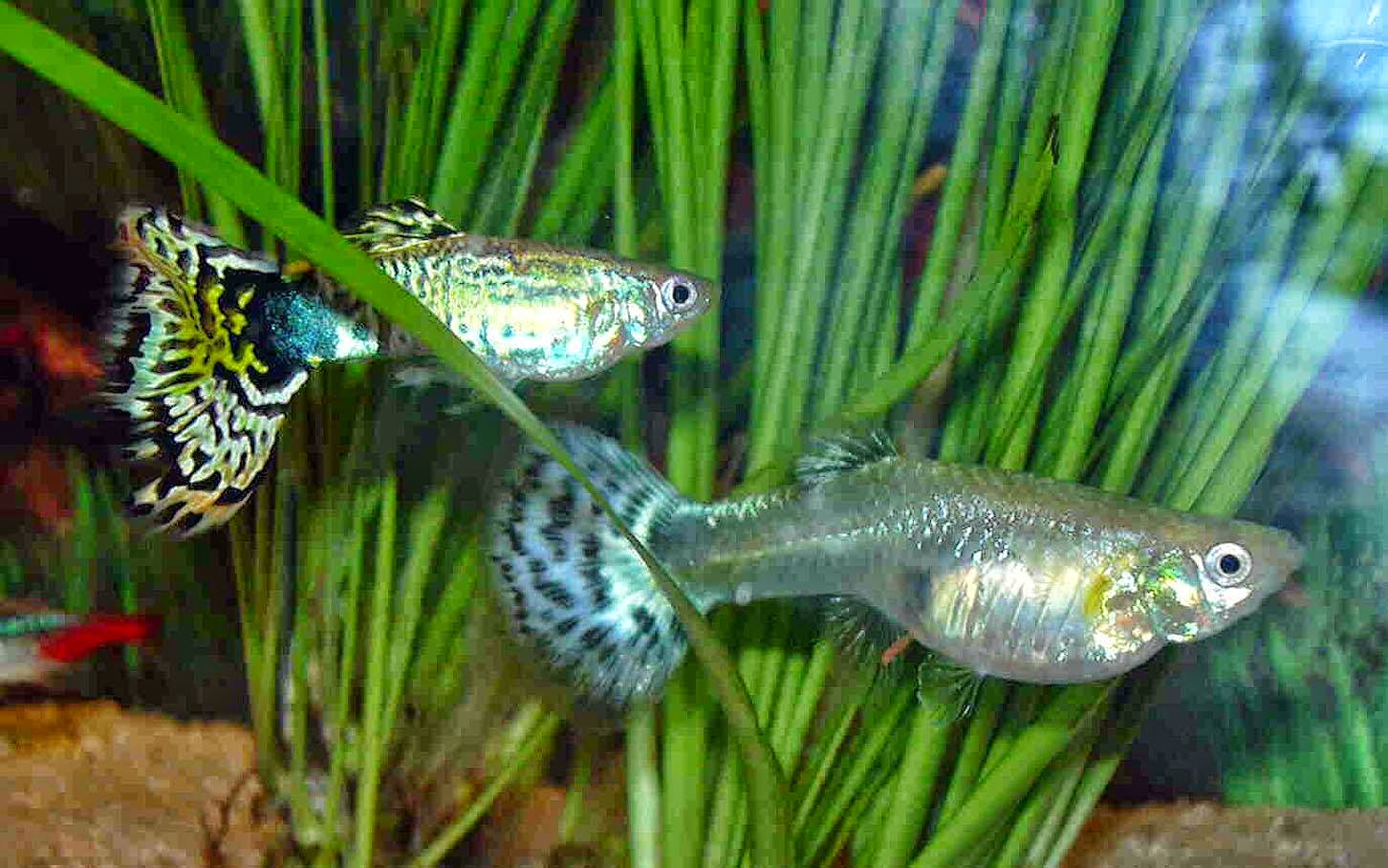 гуппи эндлера самка. рыба гуппи самец. гуппи кои ред тукседо. гуппи аквариумная рыбка желтая. гуппи рыбки самцы.