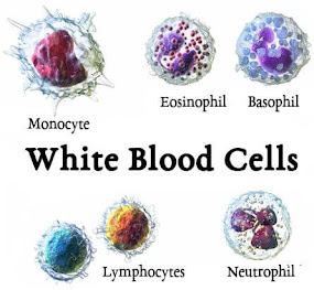 White Blood Corpuscles (WBC) Or Leucocytes