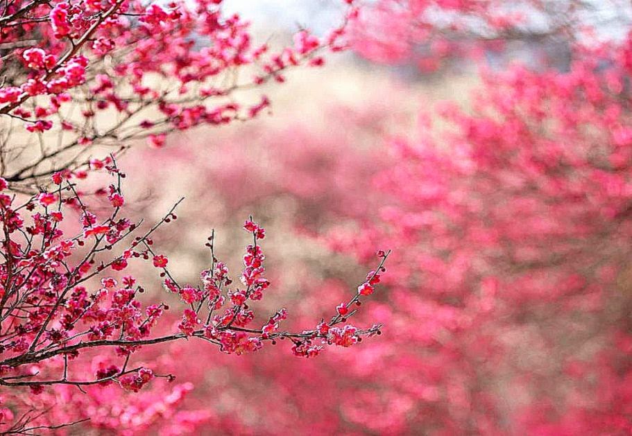 Pink Tree Hd Wallpaper Widescreen