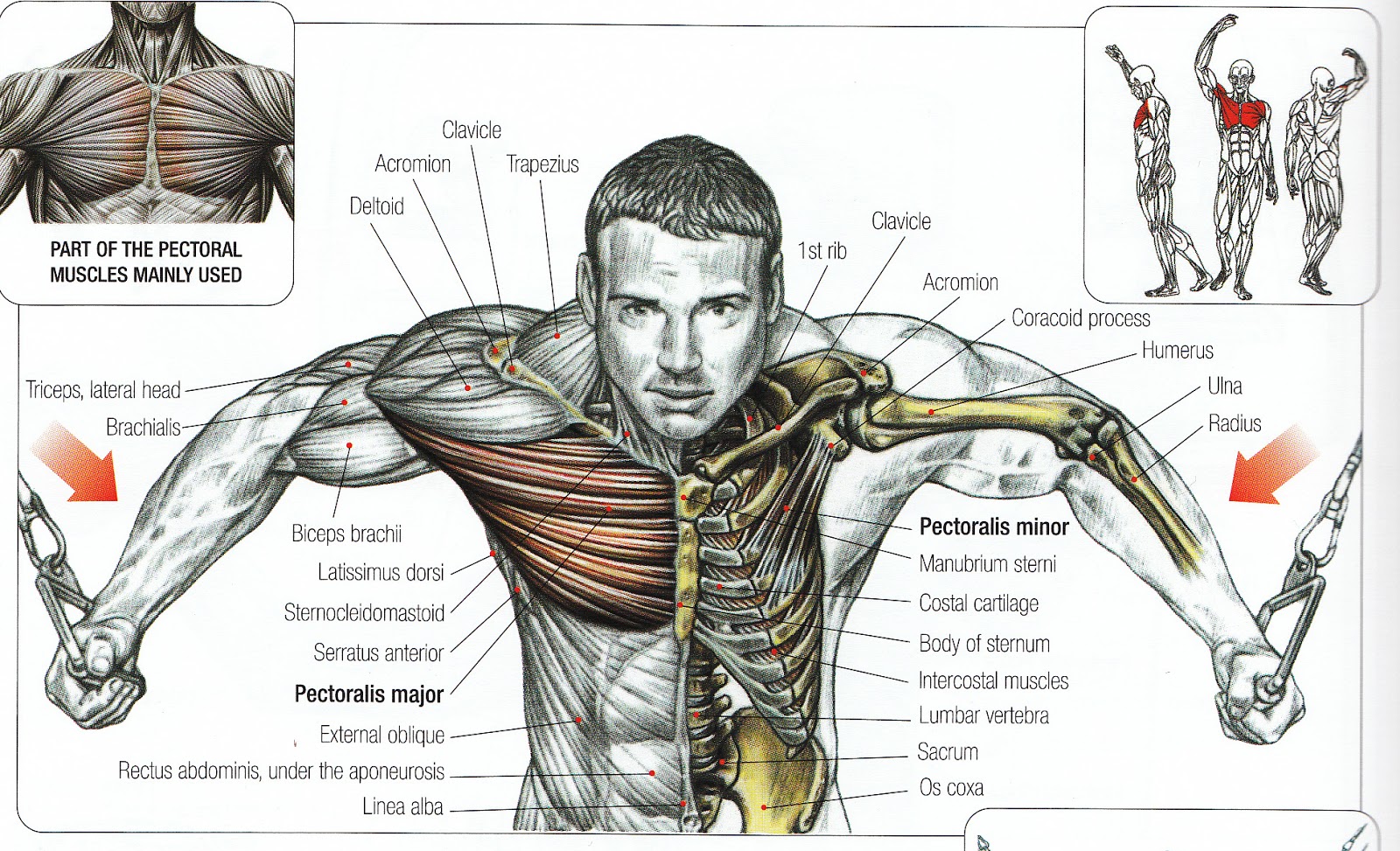 Chest Barbell Training Routines For Men Bodydulding