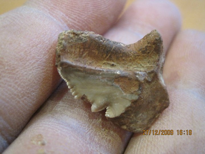 Biodiversity of Cyprus by NGO Protection of the Natural Heritage and