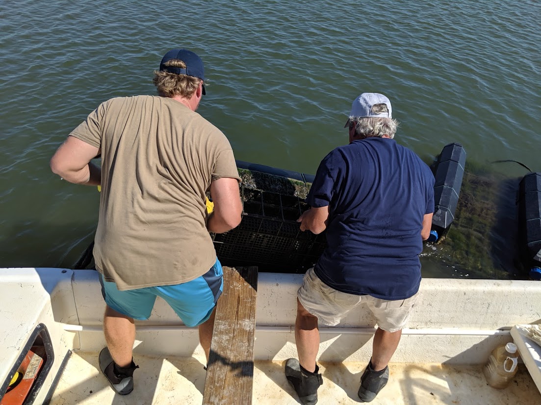 Stories from the Creek Oyster Farming