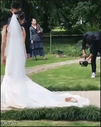 Funny Kitten GIF • Cute Kitty playing with wedding dress. “Mom Don,t get married stay with me!” Funny Kitten GIF • Cute Kitty playing with wedding dress. “Mom Don,t get married stay with me!”