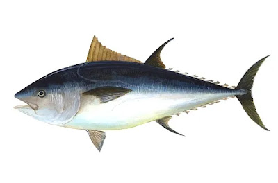 Tuna fish in Marathi