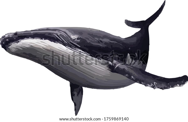 illustration art design,dolphins