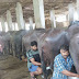 नाशवंत दूध विक्रीस भिवंडीत सायंकाळी मनाई