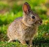 Rabbit - 10 Animals names in Hindi