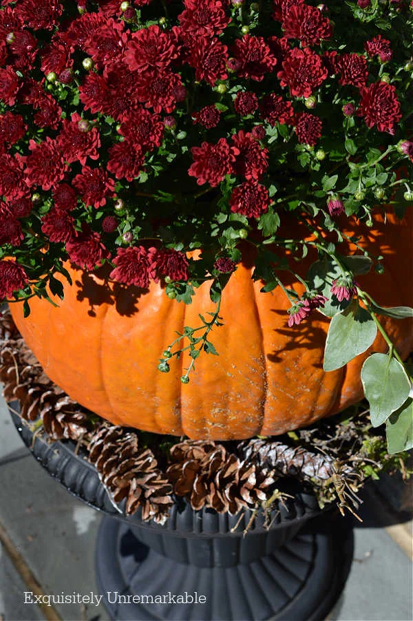 Mum Pumpkin Planter In Urn