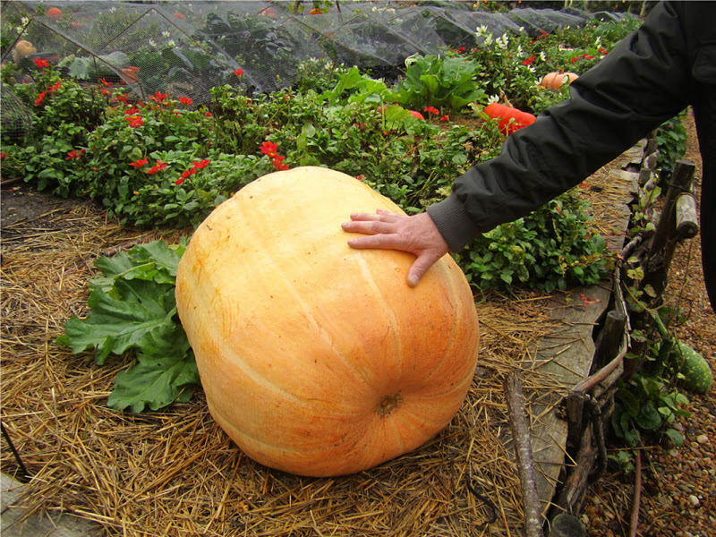 The story of our life returning to England from BrayesousFaye Orange