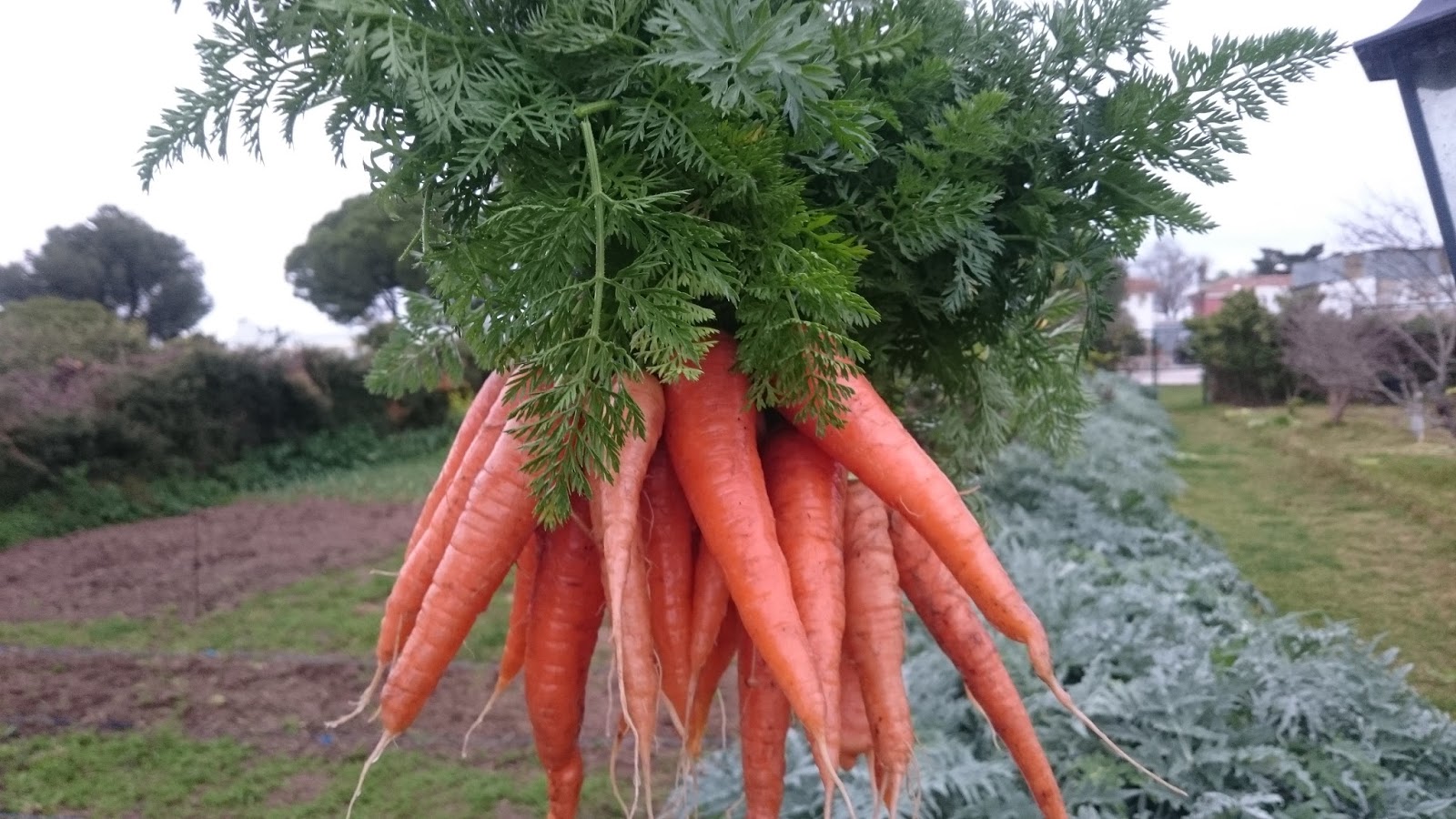 El Huerto de Jose Antonio Cultivo de Zanahorias.