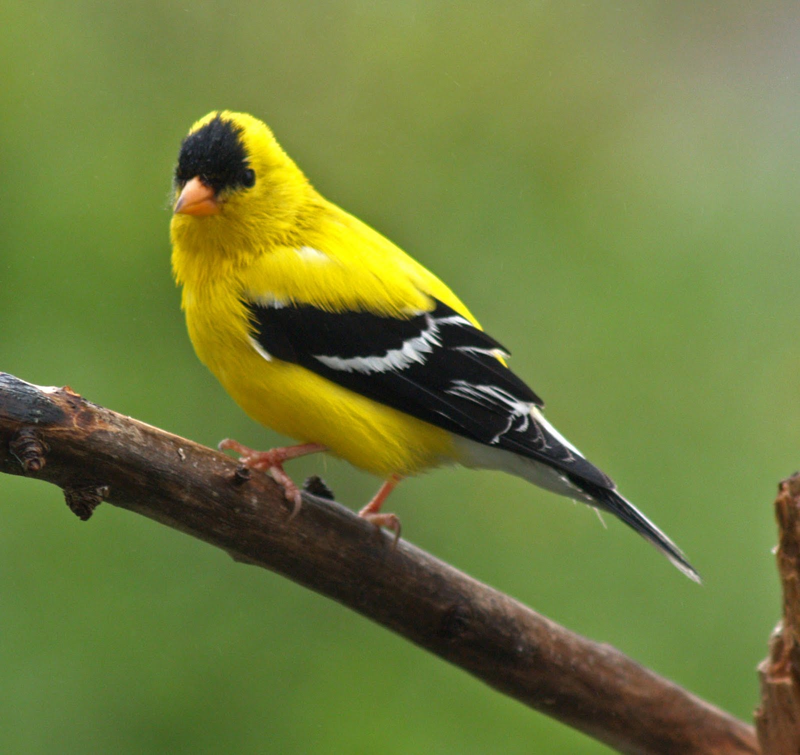 Silverback: American Goldfinch Male