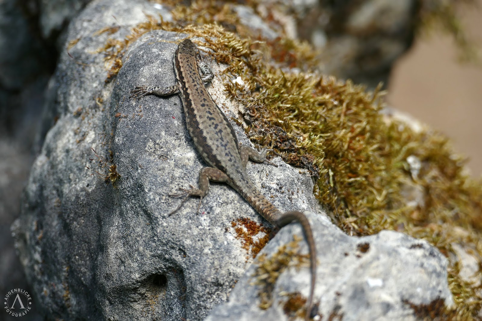 Augenblicke Fotografie Freilandaquarium und Terrarium Stein