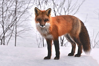 scientist names of fox