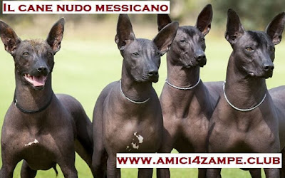 https://www.amici4zampe.club/2020/03/il-cane-nudo-messicano.html