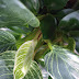 Philodendron white measure oder Philodendron birkin