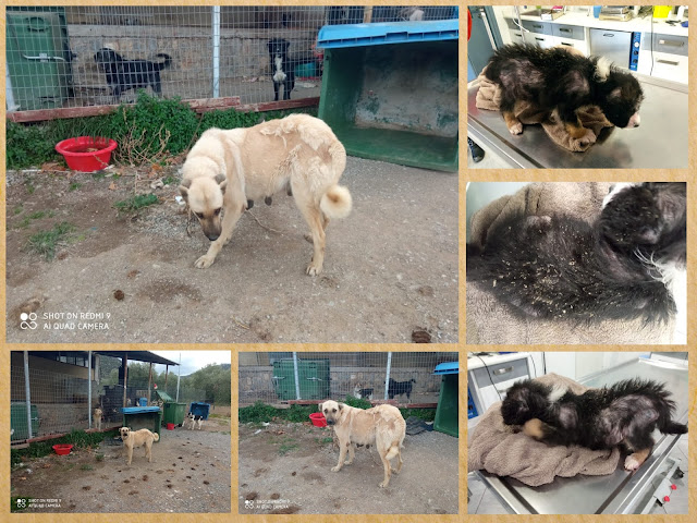 verwijzen Origineel Ondergedompeld De honden van Dog Rescue Greece: Amfissa Shelter