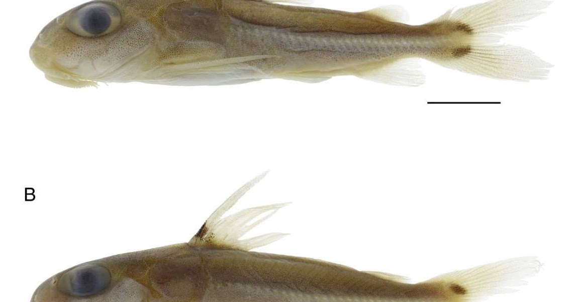 Species New to Science [Ichthyology • 2017] Taxonomic Assessment of