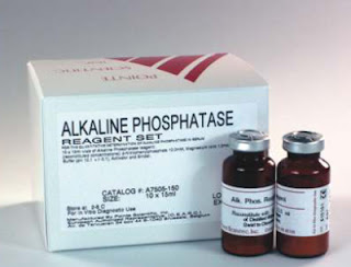 الفوسفاتاز القلوية alkaline phosphatase