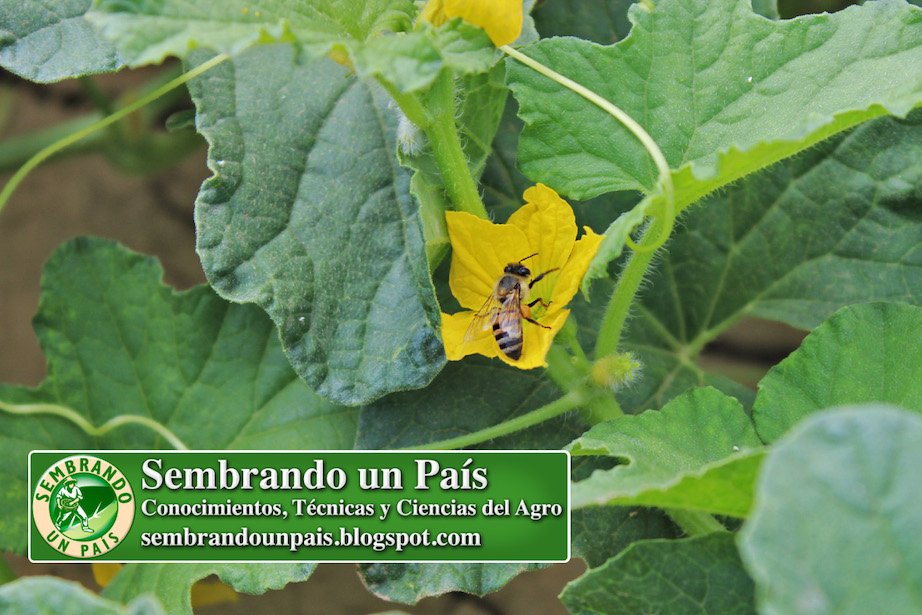 abeja polinizando flor