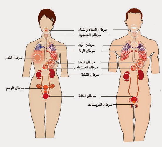 معلومات عن التدخين   weqaya.haad.ae